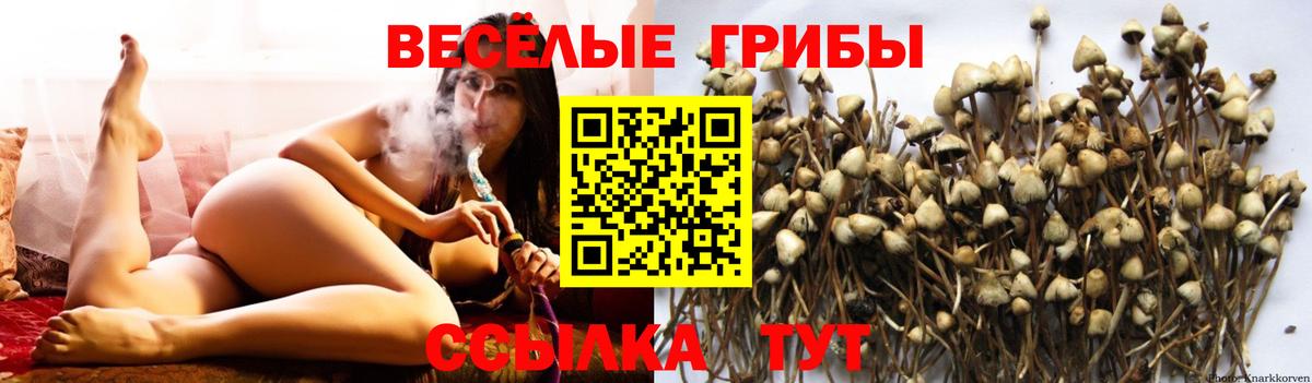 Алейск  Галлюциногенные грибы Psilocybe  Вход с VPN  Галлюциногенные грибы Cubensis 